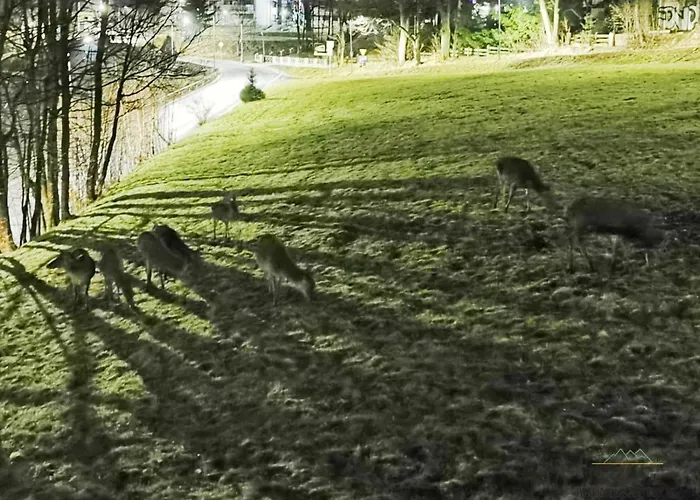 Budnicza Struga Z Sauną I Parkingiem - 5d *